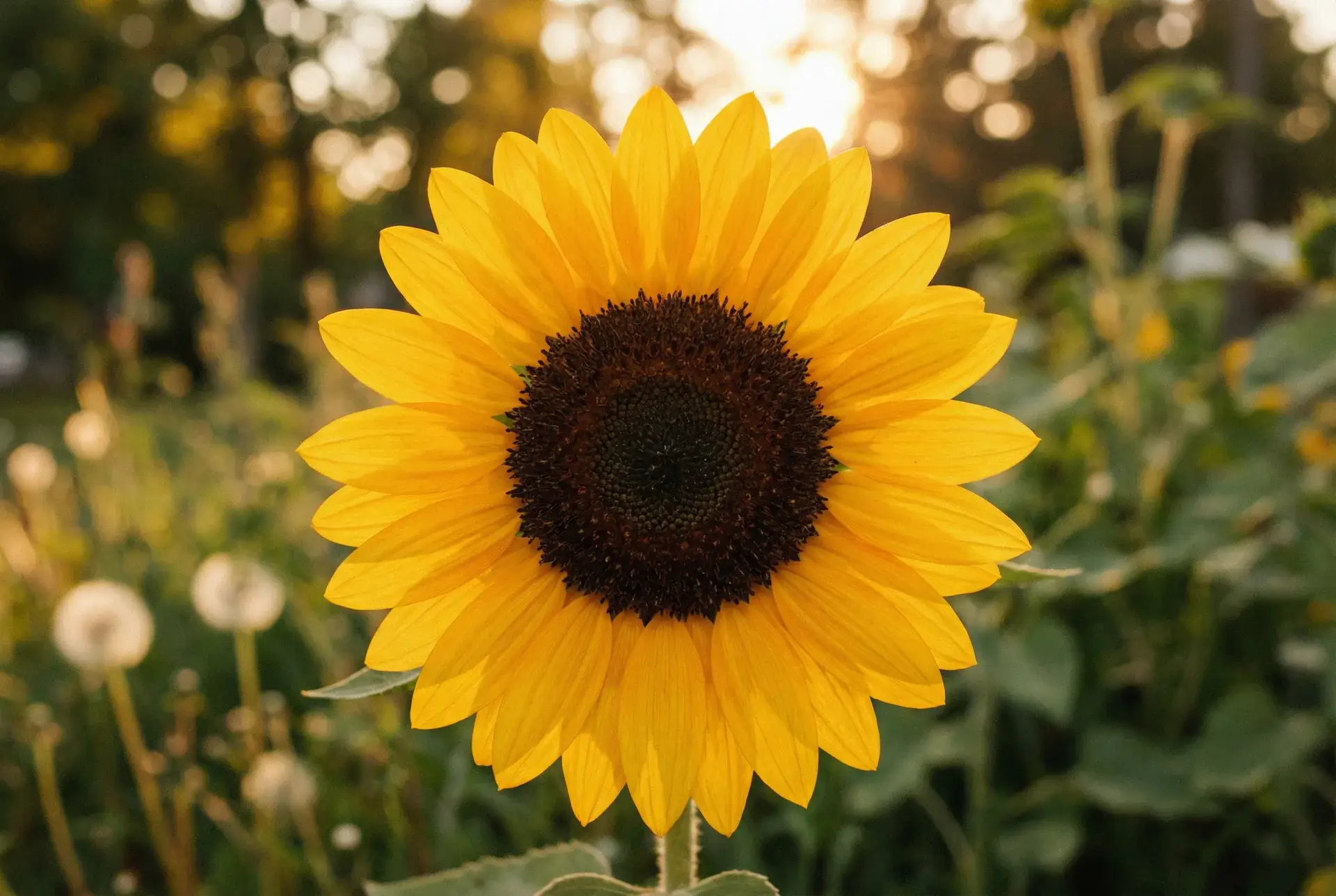 向日葵花语故事配图 - 探花网